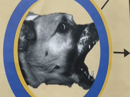 पठानकोट में लगातार बढ़ते जा रहे डॉग बाइट के मामले।