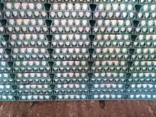 अगर अंडे को लगभग 30 डिग्री सेल्सियस के सामान्य तापमान पर रखा जाए, तो वह लेइंग डेट से दो हफ्तों के अंदर खाने के लिए सुरक्षित रहता है।