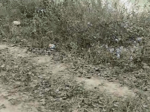 नहर से गोवंश के अवशेष निकालते हुए ग्रामीण।