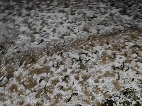 छत्तीसगढ़ के मैनपाट में ओले गिरे।