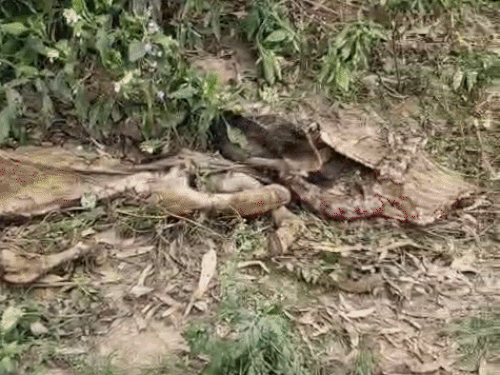 नहर किनारे पड़े गौवंश के कंकाल।