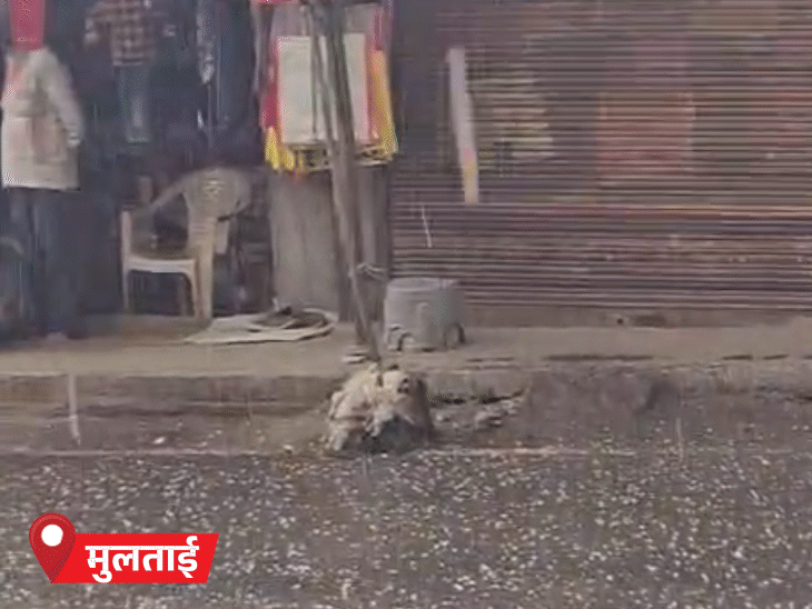 बैतूल जिले के मुलताई में दोपहर को मौसम बदला। तेज बारिश के साथ ओले गिरने लगे।