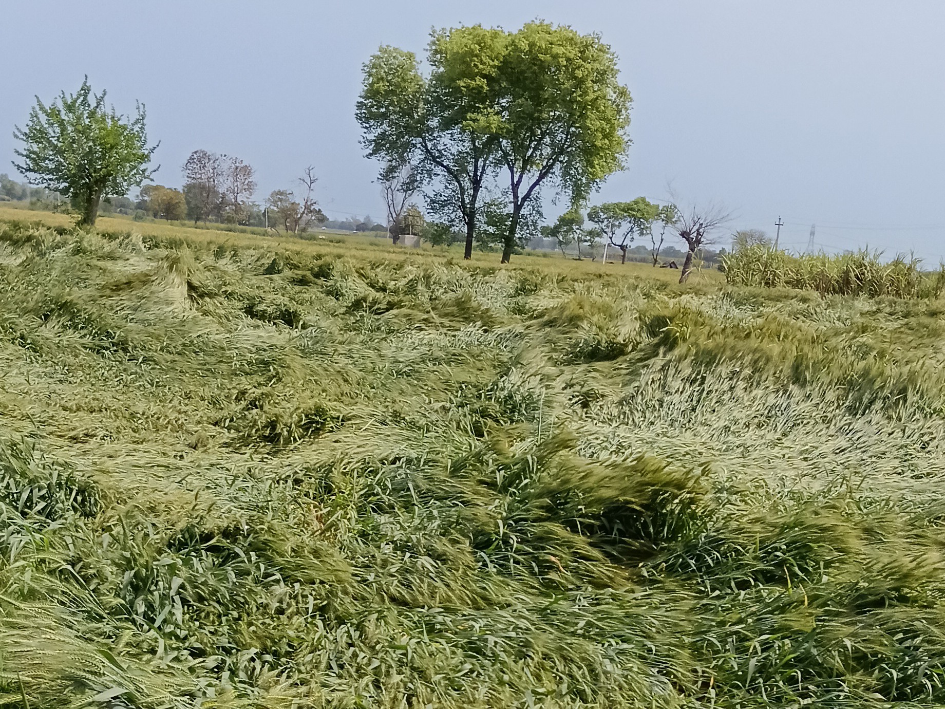 Kakrai Farmers Demand Compensation | Crop Loss Due to Unseasonal Rain
