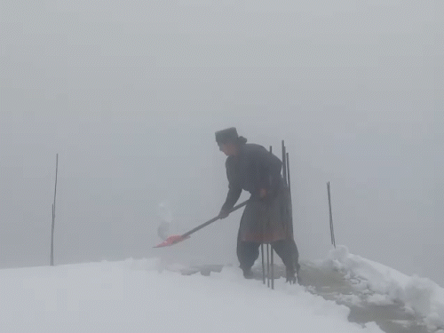किन्नौरमधील कल्पा येथे ताज्या बर्फवृष्टीनंतर छतावरून बर्फ हटवणारी महिला.