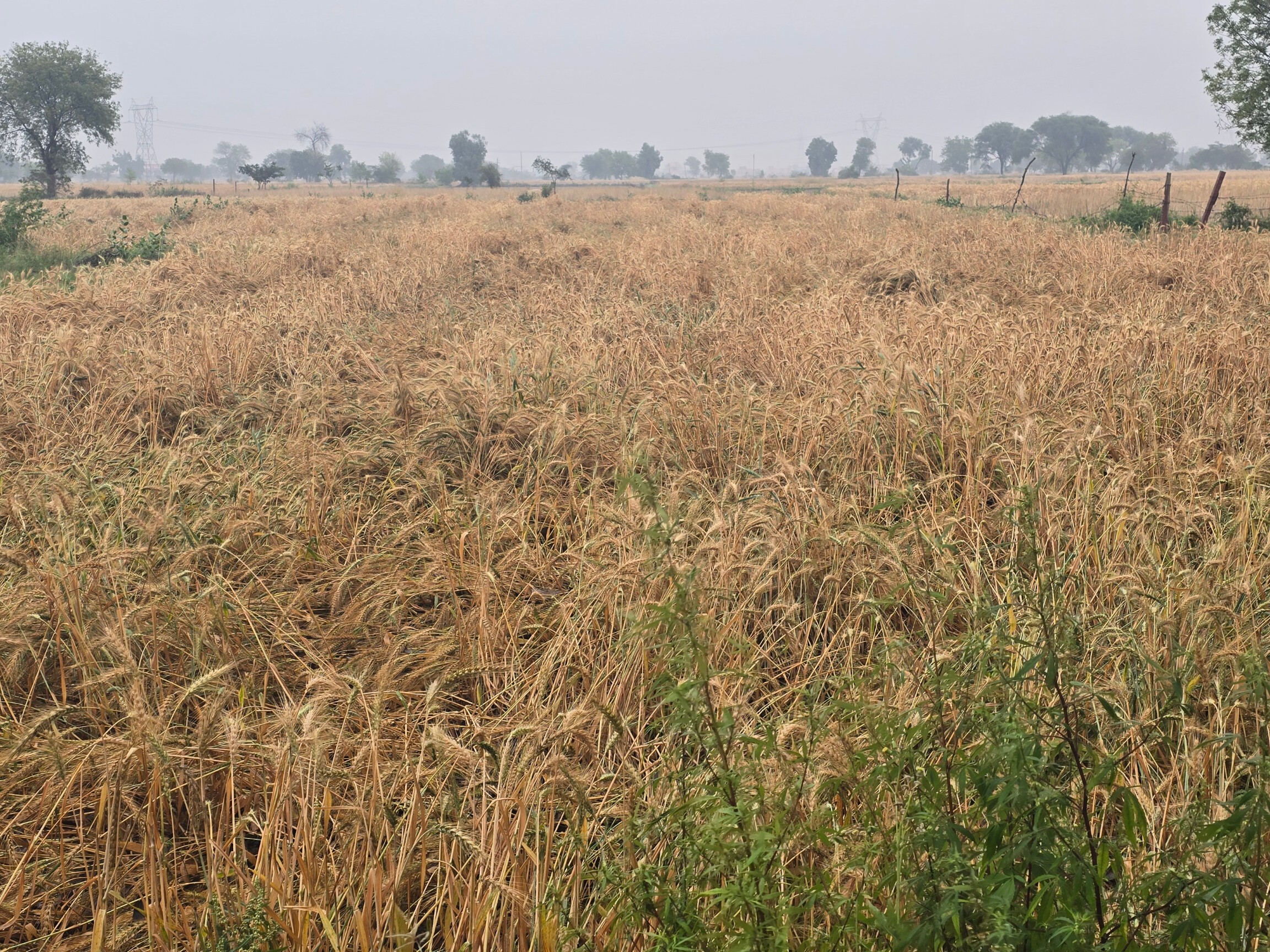 Agra Unseasonal Rain & Hailstorm Destroy Crops | Farmers Distress