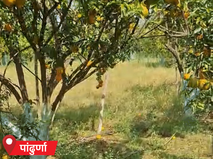 पांढुर्णा में आंधी, बारिश और ओले गिरने से संतरे की बागवानी को नुकसान पहुंचा है।