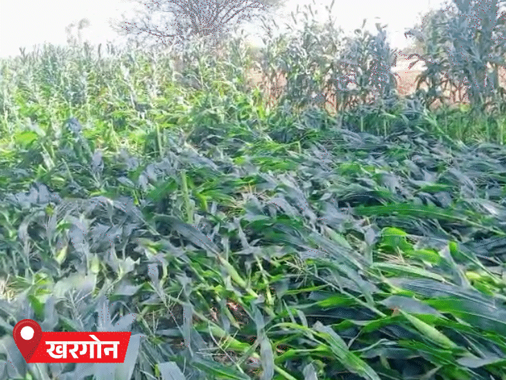 खरगोन में आंधी-तूफान के बीच मक्का की फसल बर्बाद।