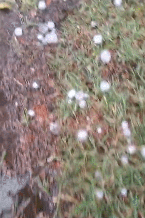 ललितपुर में शुक्रवार को जमकर ओले गिरे। किसानों ने कहा- हमारा काफी नुकसान हुआ।