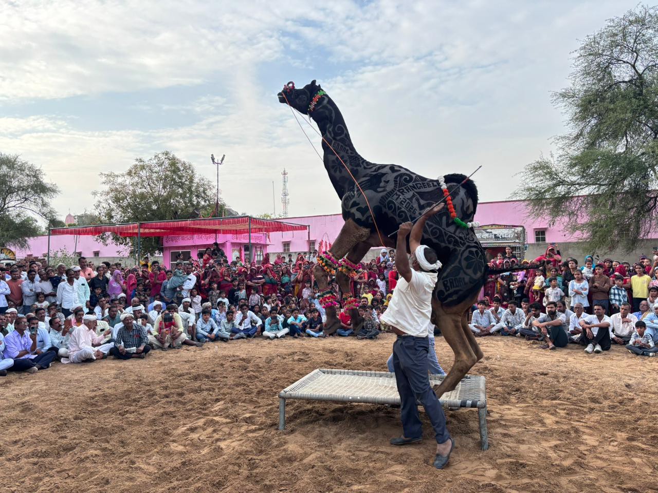 मेले में नृत्य करता ऊंट