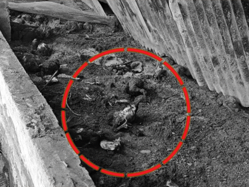 पोल्ट्री फार्म में भुने पड़े मुर्गे (लाल घेरे में )।