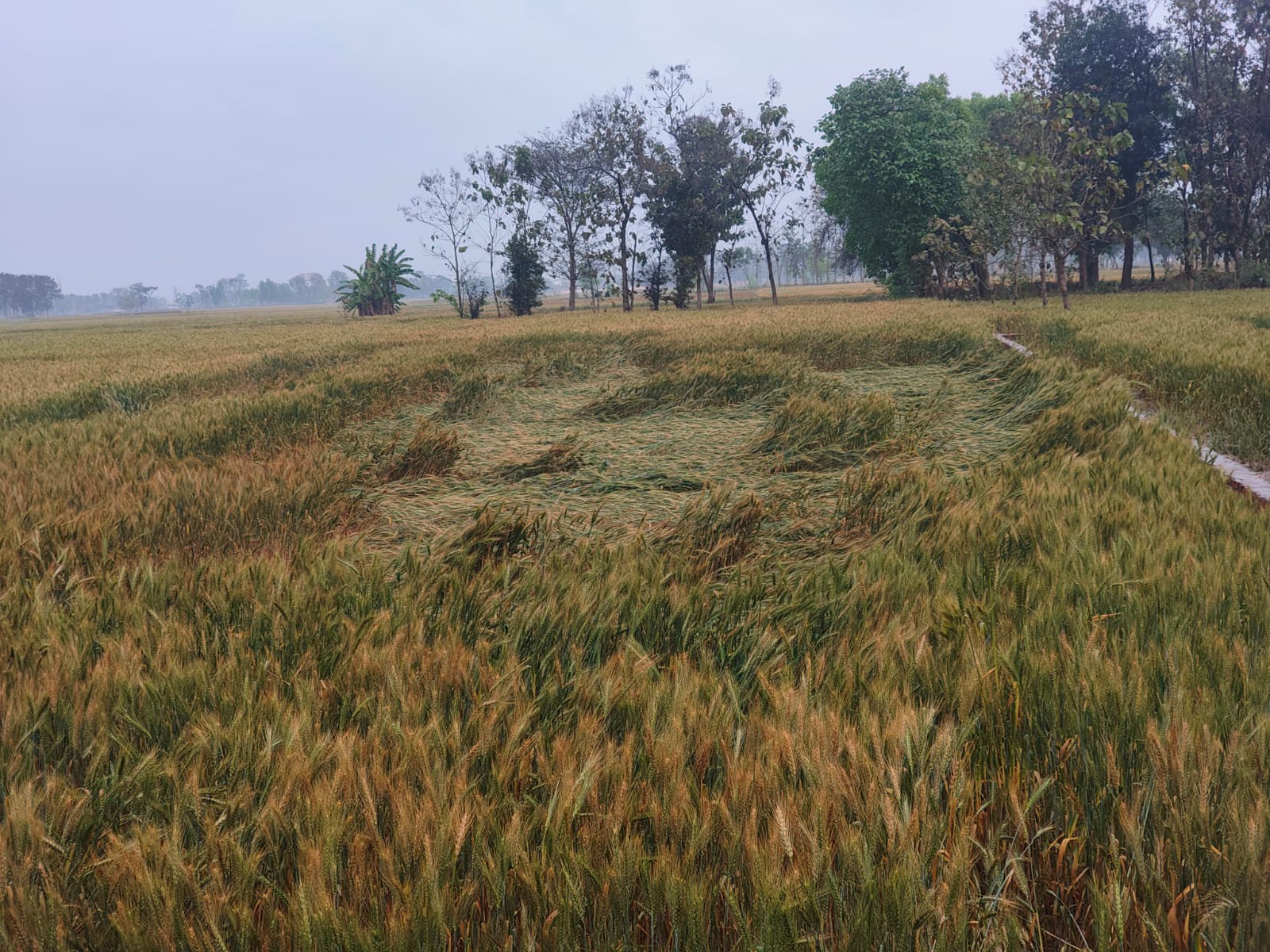 Rabi Crops Damage Risk | Unseasonal Rain Worries Farmers