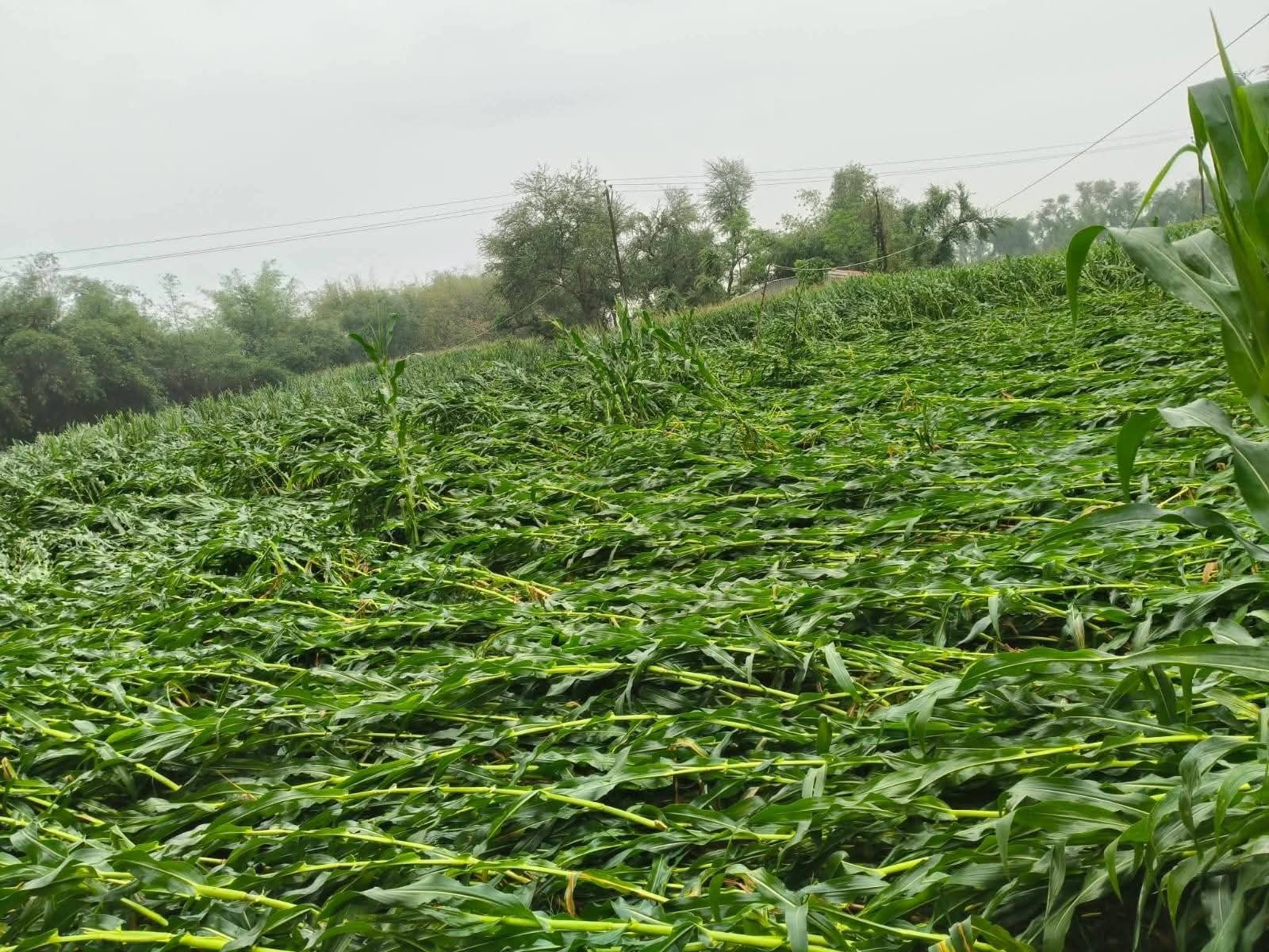 Khagaria Crop Damage: Unseasonal Rain Hits Rabi Crops | Admin Seeks Report