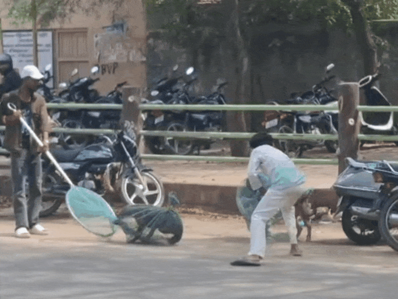 सड़कों पर कुत्तों को पकड़ते हुए नगर परिषद की टीम और उन्हें गाड़ी में डालते हुए