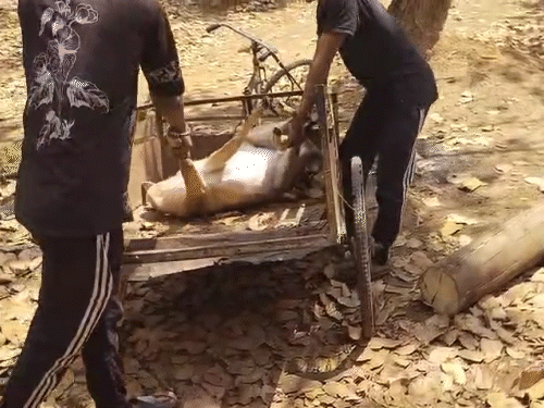 एक घायल हिरण ने रविवार को दम तोड़ दिया।