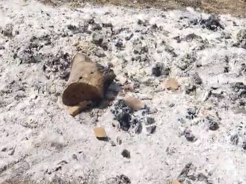 पोस्टमॉर्टम के बाद विधिवत अंतिम संस्कार किया गया।