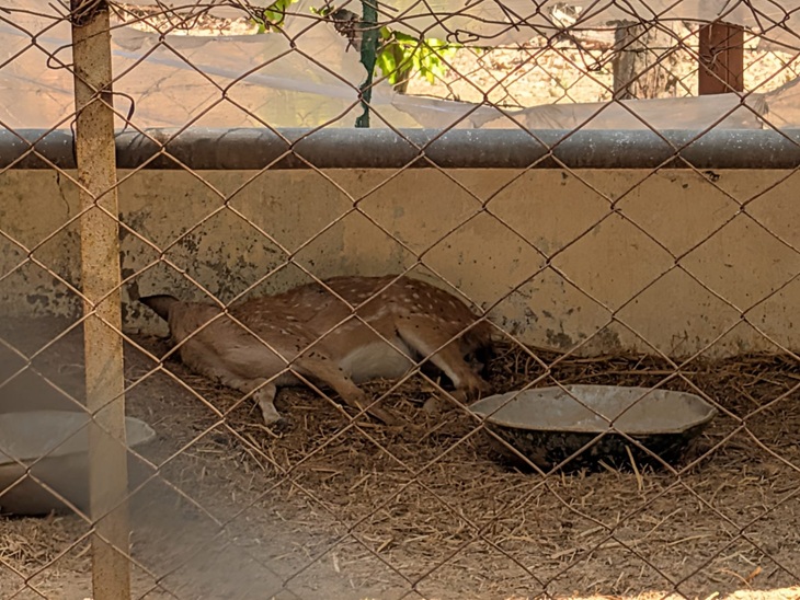 बाड़े में घुसकर कुत्तों ने हिरणों को काटा था।