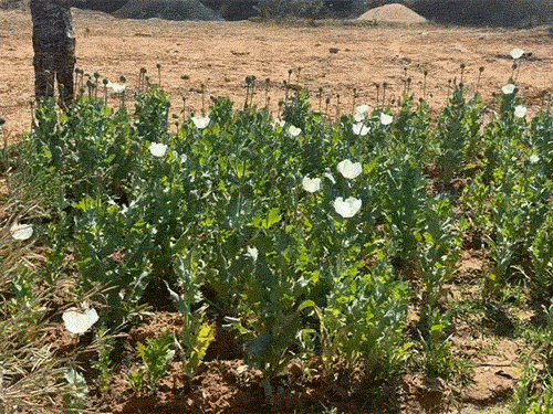 लैलूंगा क्षेत्र में अफीम की खेती पकड़ी गई है। - Dainik Bhaskar