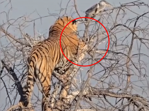 आखिर बाघिन ‘माही’ ने घोंसले में बैठे पक्षी को दूसरी बार में अपना शिकार बनाया। करीब चार मिनट बाद बाघिन पेड़ से उतर गई।