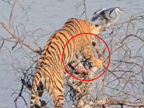 बाघिन ‘माही’ ने पेड़ बने घोंसले में बैठे पक्षी को मुंह में पकड़ लिया।