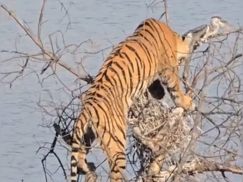 बाघिन ‘माही’ का हल्का सा बैलेंस बिगड़ते ही पैर से घोंसला टूट गया और पक्षी भी छूट गया।