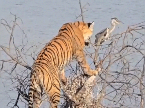 जोन-3 के पदम तालाब क्षेत्र में बाघिन ‘माही’ शिकार के लिए पेड़ पर चढ़ गई। ग्रे हेरॉन पक्षी को दबोचने का प्रयास किया।