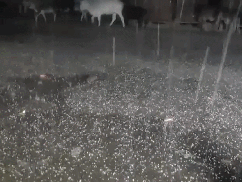 बालोतरा जिले के समदड़ी में रविवार देर रात तेज ओलावृष्टि हुई थी।