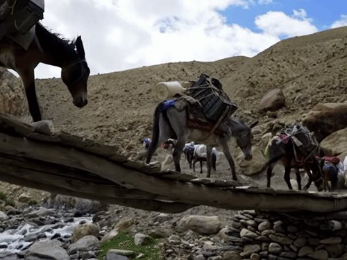 पहले व्यापारी घोड़े-खच्चरों या पोर्टरों के जरिए सामान ढोकर तिब्बत की तकलाकोट मंडी तक पहुंचते थे, जिसमें काफी समय और मेहनत लगती थी।