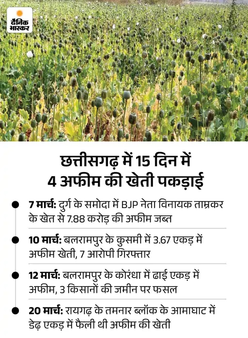 रायगढ़ में फिर मिली अफीम की खेती:  लैलूंगा एरिया में की जा रही थी, पुलिस टीम मौके पर मौजूद, 17 दिन में पांचवां मामला – Chhattisgarh News