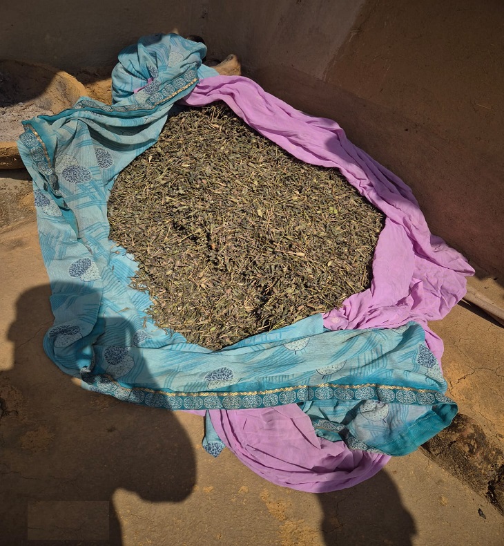 मुड़ागांव में आरोपी के घर से सूखी पत्तियां भी मिली है जिसकी जांच जारी है।