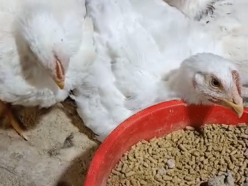 Bird Flu Confirmed : सरकारी पोल्ट्री फार्म में बर्ड फ्लू की पुष्टि, जिंदा दफनाए गए सैकड़ों पक्षी 2 फाइल फोटो। - Dainik Bhaskar