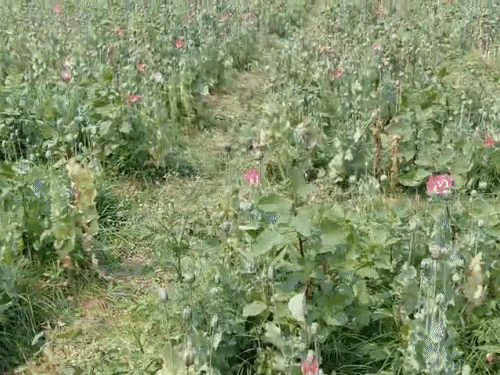 तमनार में 2 करोड़ की अफीम जब्त की गई।