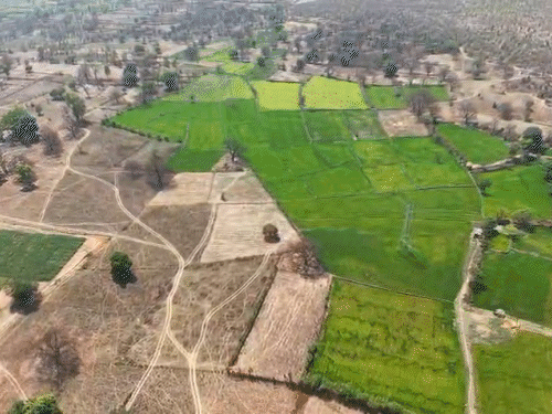 लैलूंगा के मुड़ागांव में भी 5 डिसमिल में अफीम की खेती की जा रही थी।