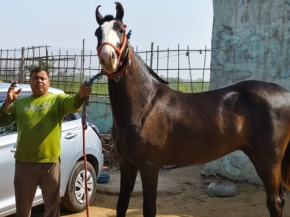 Jhajjar Horse Fair: Badalraj Horse Stuns Crowd With Beauty & Stature beri