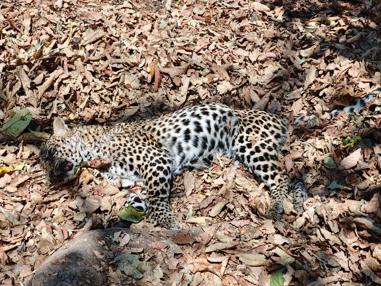 Leopard Death Sanjay Tiger Reserve | Officials Suspect Infighting ...