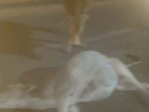 शराब के नशे में हाईवा चालक ने सड़क पर बैठे गोवंशों को कुचल दिया।