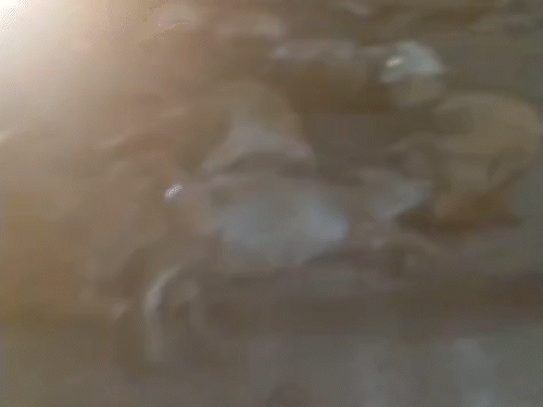 हादसे में 12 गोवंशों की ही मौत हो गई। सड़क पर बिछी रही लाशें।
