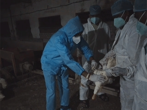 जांच रिपोर्ट में बर्ड फ्लू की पुष्टि के बाद प्रशासन सक्रिय हुआ।