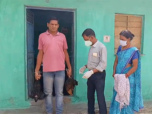 एक किमी दायरे में 6 घरों से मुर्गियां जब्त कर नष्ट की गई।