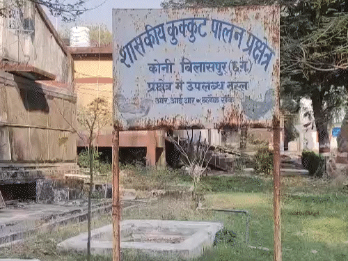 शासकीय कुक्कुट प्रक्षेत्र में बर्ड फ्लू की पुष्टि होने के बाद चिकन और अंडों की बिक्री पर रोक लगा दी गई है।