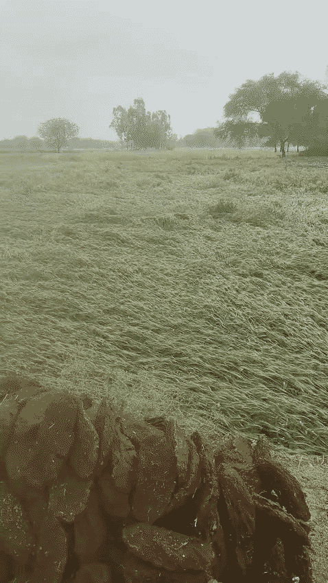 चित्रकूट में बारिश और तेज हवा की वजह से खेतों में गेहूं की फसल गिर गई।