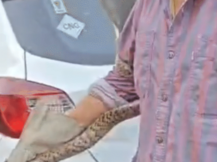 स्नेक कैचर कसेरा ने मौके पर पहुंचकर सांप का रेस्क्यू किया।