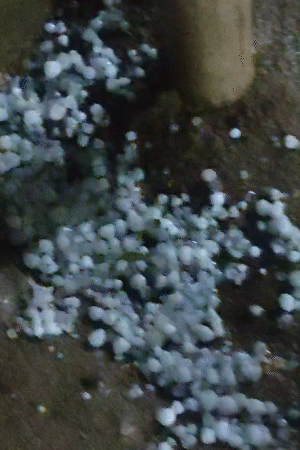 सुल्तानपुर में देर रात मटर के दाने से बड़े-बड़े ओले गिरे। सड़कों पर बर्फ की चादर बिछ गई।