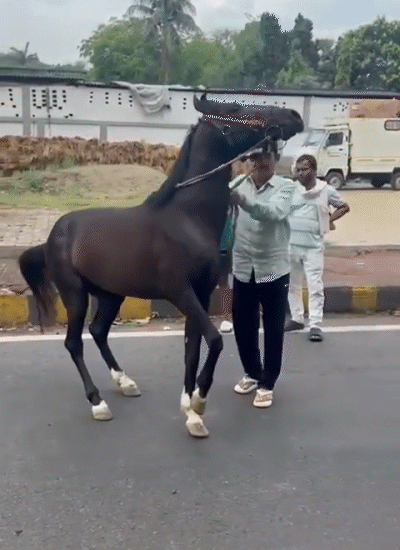 अनंत सिंह घोड़े पर काबू पाने की कोशिश कर रहे हैं।