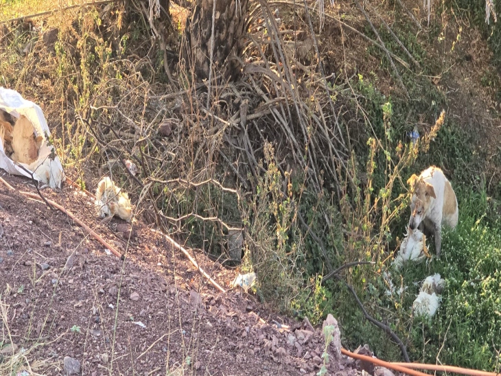 आवारा कुत्ते इन मुर्गियों को नोच-नोच कर खा रहे>