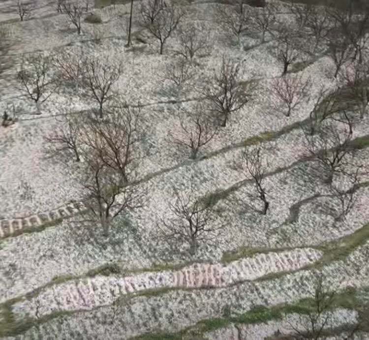 शिमला के कुमारसैन क्षेत्र में बीती शाम को ओलावृष्टि के बाद का नजारा।