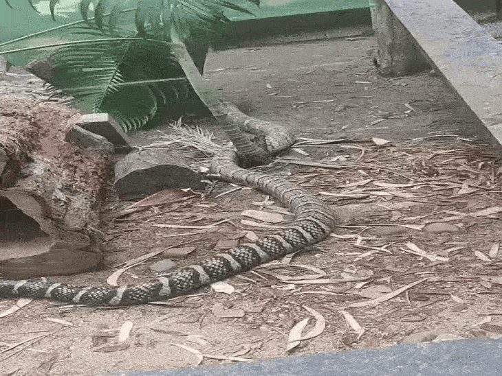 Picture of Indore Zoo King Cobra Breeding Plan | Expert Supervision