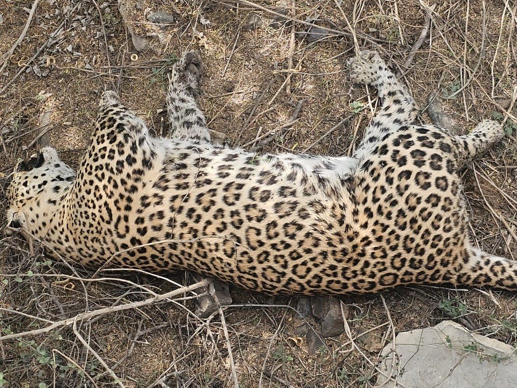 Mosnuta Leopard Death | Forest Dept Investigates Cause in Narnaul