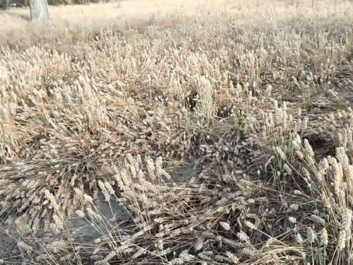 नागौर के डेगाना के कई गांवों में सोमवार देर रात बारिश के साथ ओले गिरने से ईसबगोल की फसल खराब हो गई।