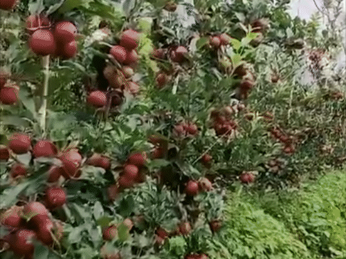 इम्पोर्ट ड्यूटी घटाने से हिमाचली सेब उद्योग पर संकट।