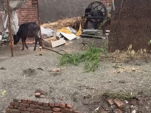 यूपी के मथुरा में मंगलवार शाम तेज बारिश के साथ ओले गिरे।